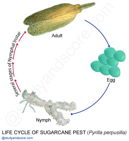 Pyrilla perpusilla, Sugarcane looper, pyrilla, life cycle of pyrilla perpusilla